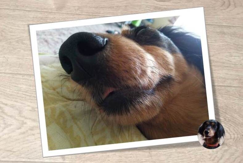 Носик нашей таксы