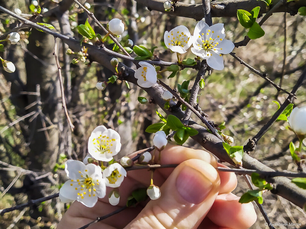 Праздник цветущего абрикоса или как же я люблю весенний Крым