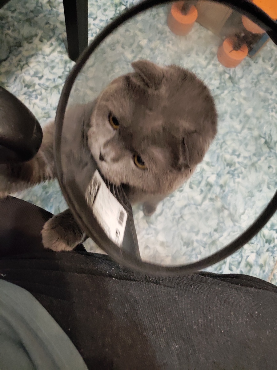 Лапой лезет - хозяин мне надо что-то.