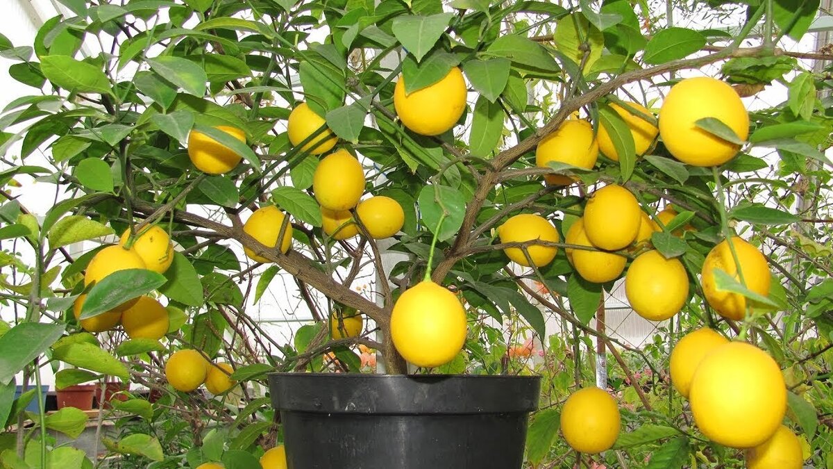 Как определить по листу что необходимо лимону