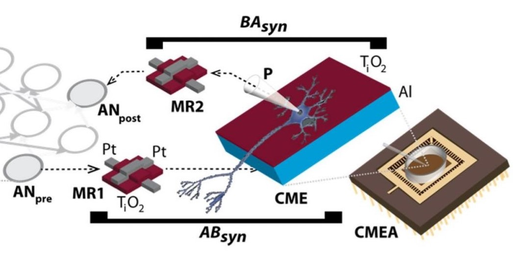 Общая схема цепи. AN - искусственные нейроны, MR - мемристоры, ABsyn и BAsyn - синапторы 
