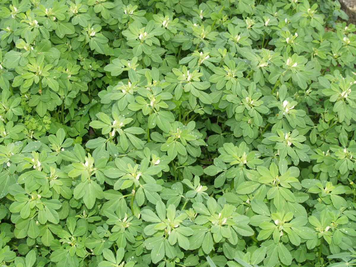 Пажитник голубой