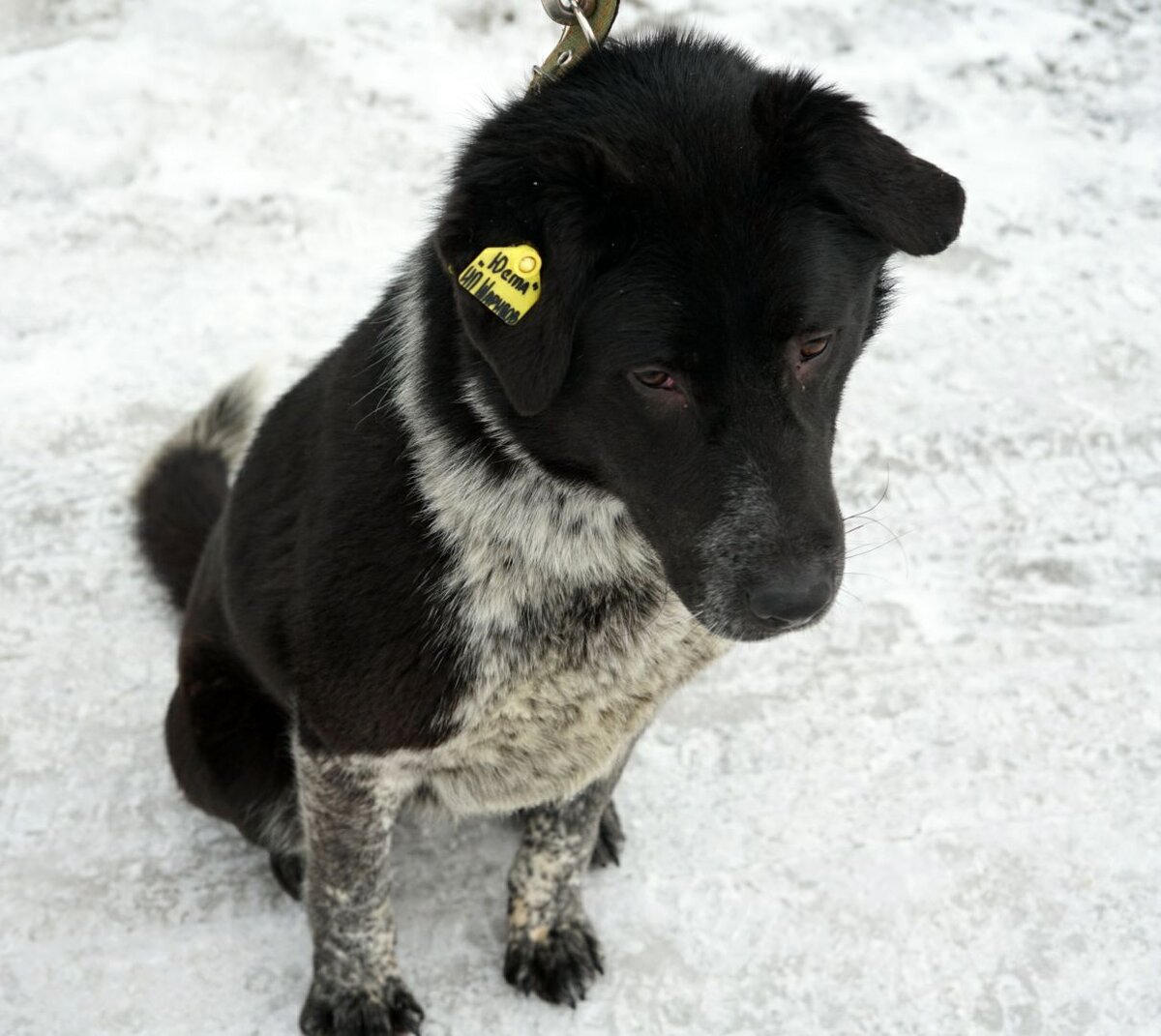 Найда, 2 года, стерилизована, привита, охранница, чистоплотная, приучена к выгулу. Проявляет зооагрессию к собакам, поэтому нужно дрессировать. Очень преданна человеку, а в одиночестве скучает и грызёт вещи.