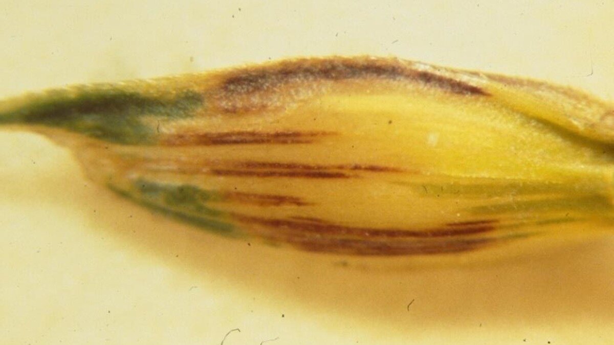 Фото:Анатолий Таракановский 
Базальный бактериоз