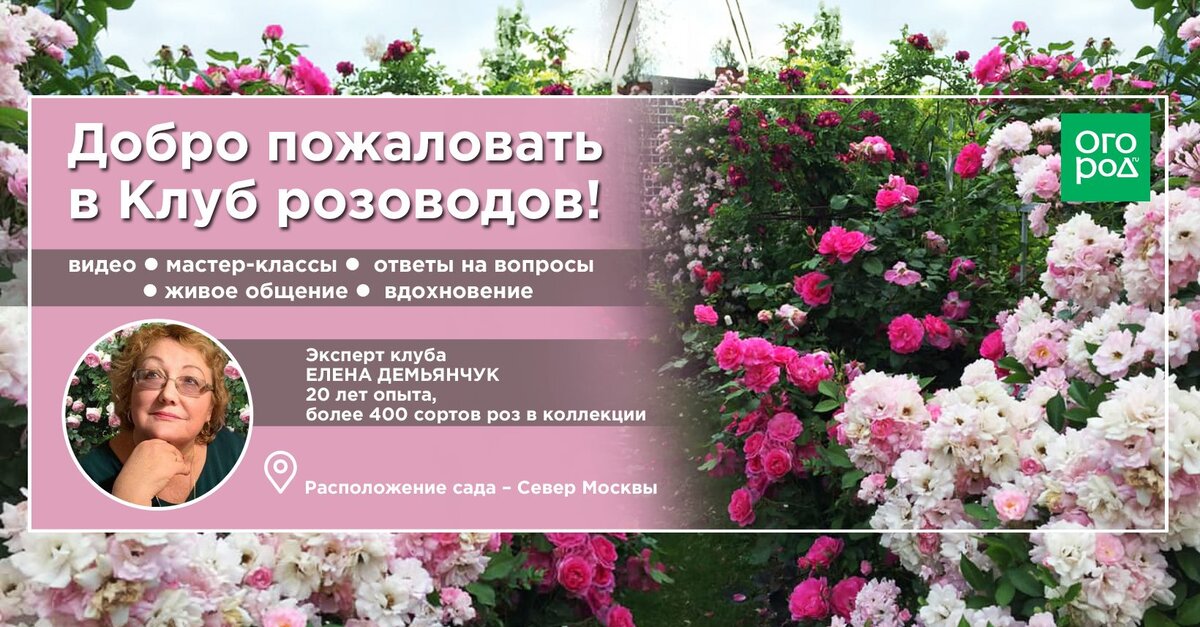 Адрес клуба - https://www.facebook.com/groups/rosesclub