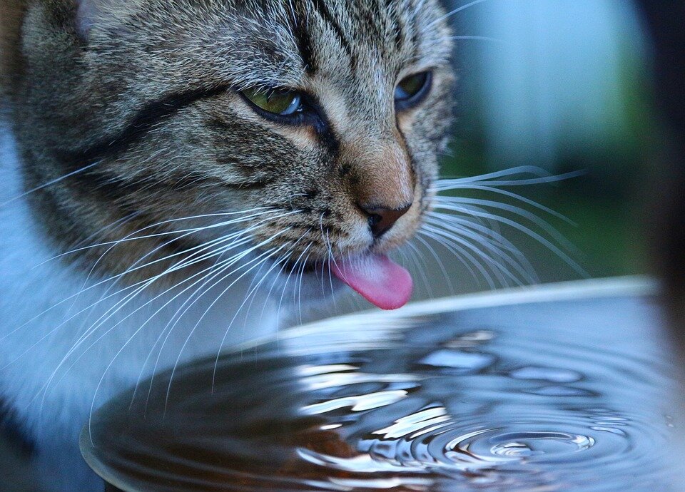 Как кошки пьют воду? | ZOO CHANNEL | Дзен