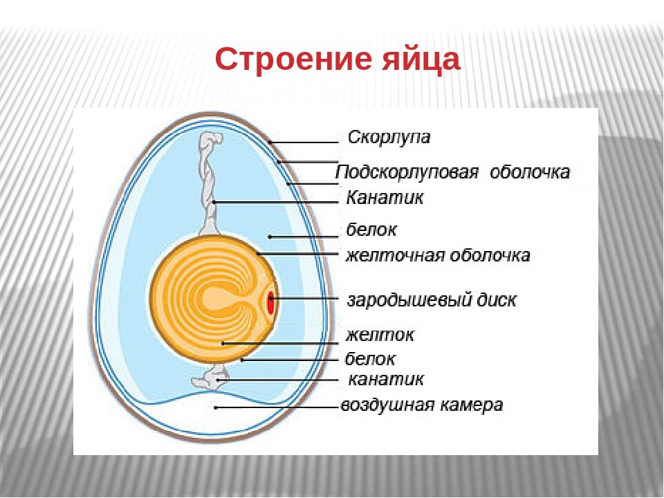 На рисунке изображено строение яйца птицы какой буквой