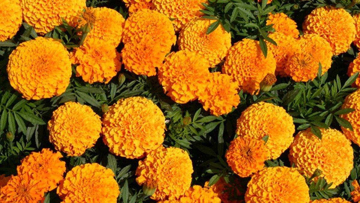 Однолетние бархатцы