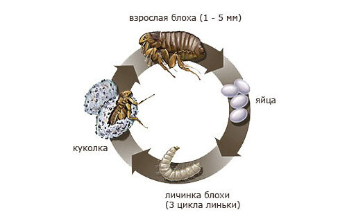 Блохи у собаки