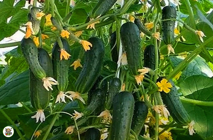 Хороши урожай огурцов