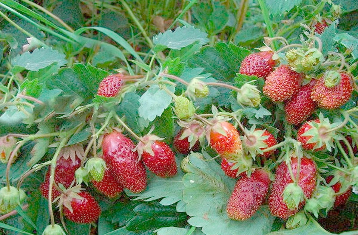 Земклуника - гибрид клубники и земляники