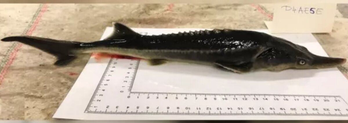 Морская рыба является смесью генов русского осетра и американского веслоноса.