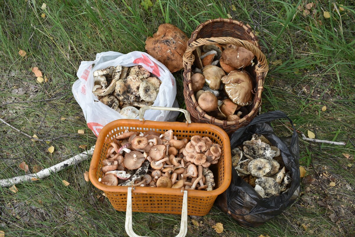 Скромненький улов в одну из поездок! Фото автора блога