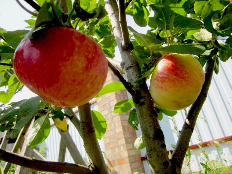 Собственное фото автора. Яблоки в моём саду