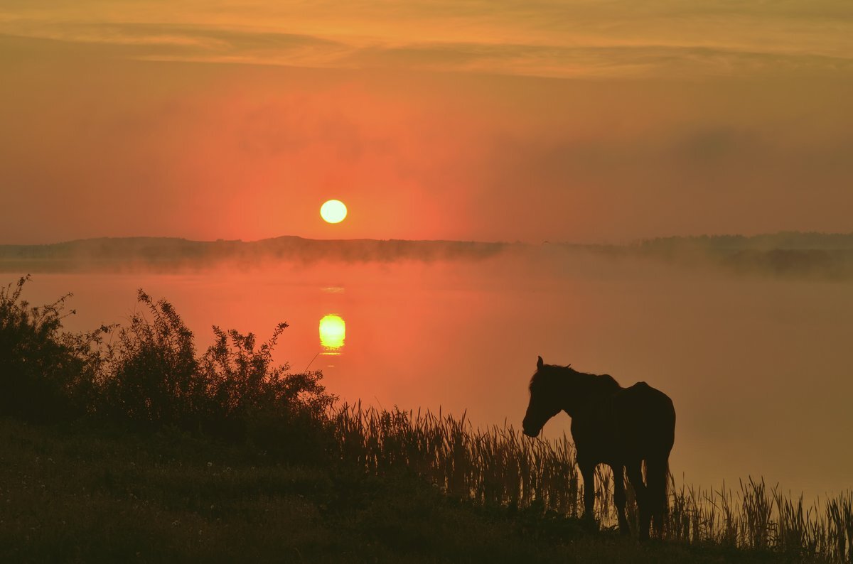 Конь в поле на рассвете