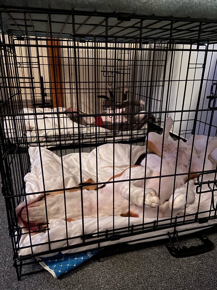 Не похоже, что они грустят в клетках