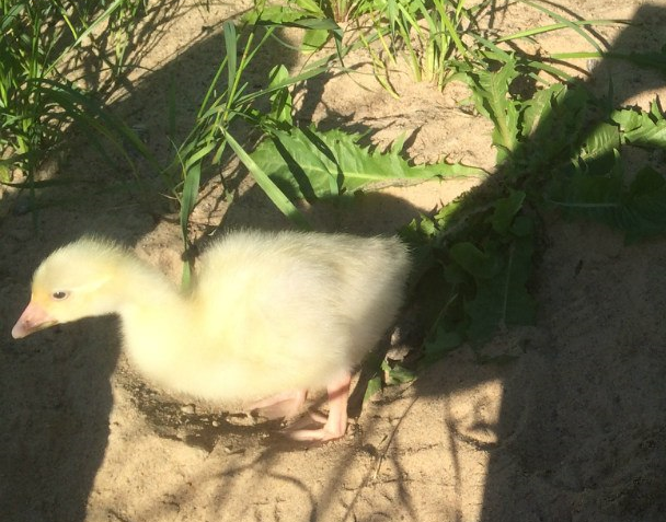 Гусёнку 1 месяц.