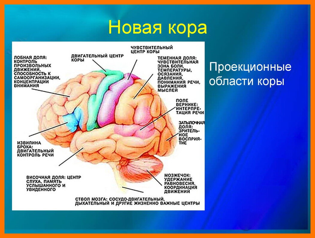 Центр поддержания равновесия в каком отделе мозга. Функциональные зоны коры головного мозга. Функциональные зоны коры больших полушарий головного мозга. Расположение функциональных центров в коре полушария большого мозга. Функциональные зоны КБП головного мозга.