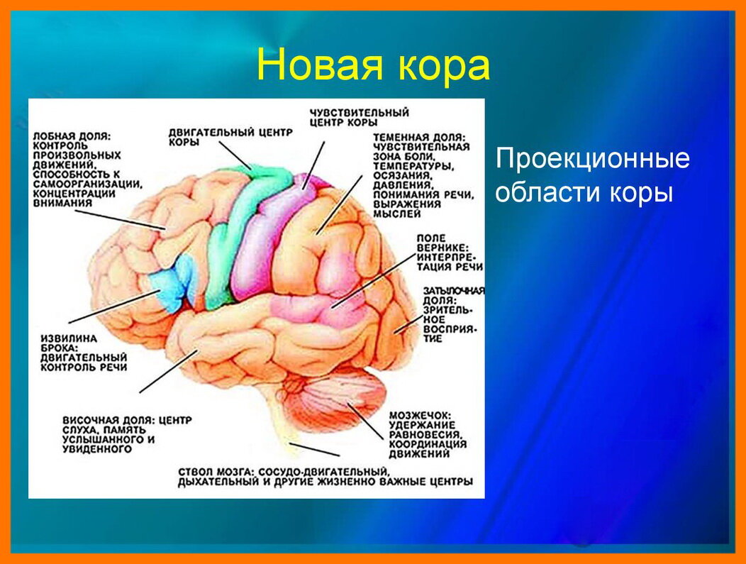 Отделе мозга находятся центры. Корковые центры головного мозга. Обонятельный центр в коре головного мозга. Строение коры и корковые центры. Отдел мозга отвечающий за зрение.