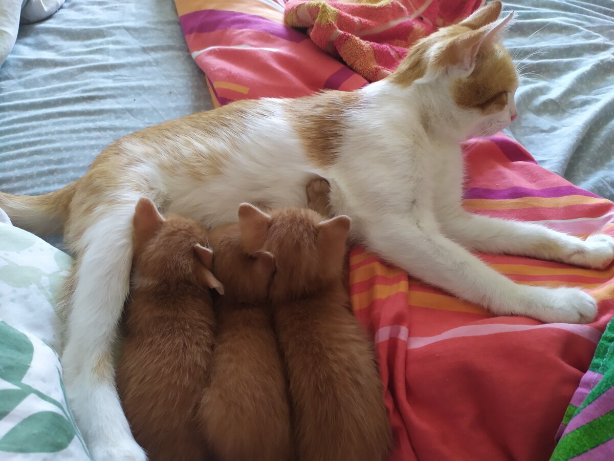 Лизонька кормит детишек