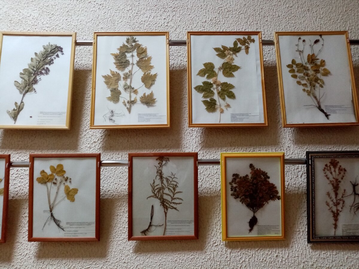 Фармацевтический факультет. 