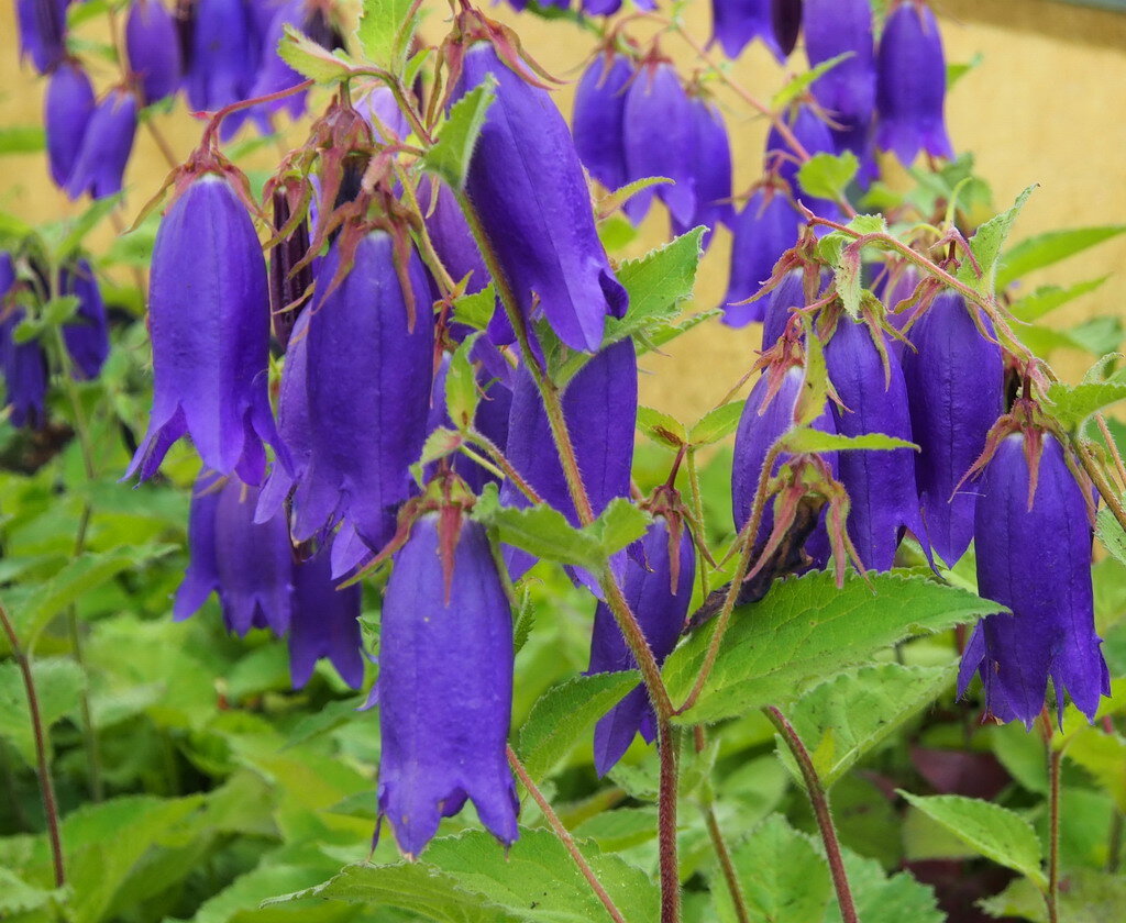 Колокольчик дионис. Колокольчик точечный (Campanula punctata). Колокольчик Симфиандра повислая. Колокольчик гибридный 'Sarasto'.