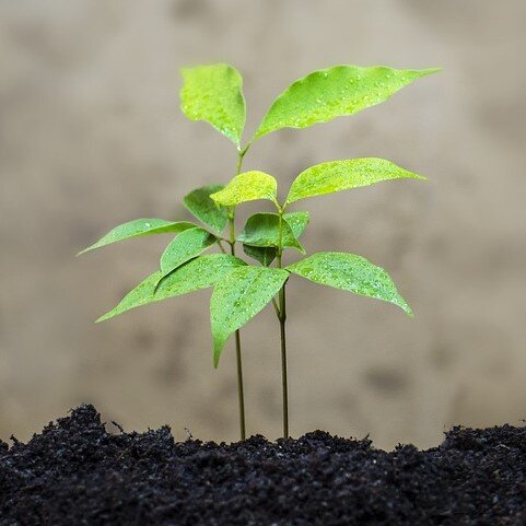 Ростки личи