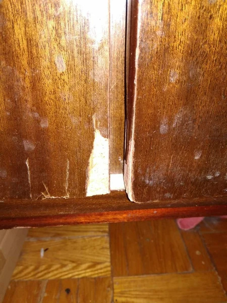 Вот это моя шиншилла Шизя сделала с прекрасным советским шифоньером меньше, чем за полчаса. А еще она погрызла провод моего любимого массажера. Но мы все равно любим эту хулиганку.