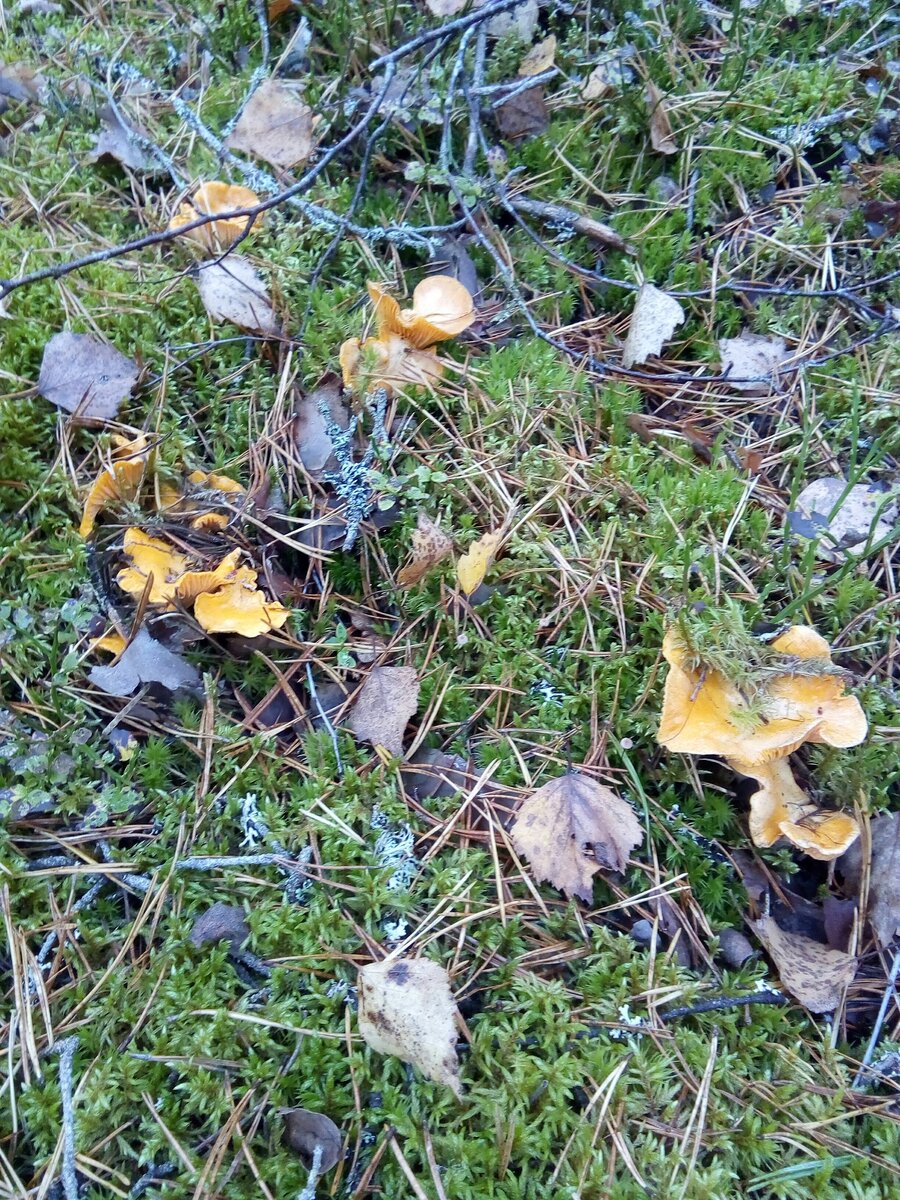 И вот такую семейку лисичек