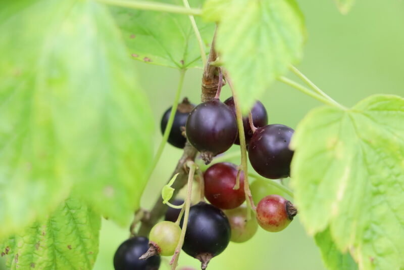 Смородина. Иллюстрация для статьи используется по стандартной лицензии ©dachnyedela.ru