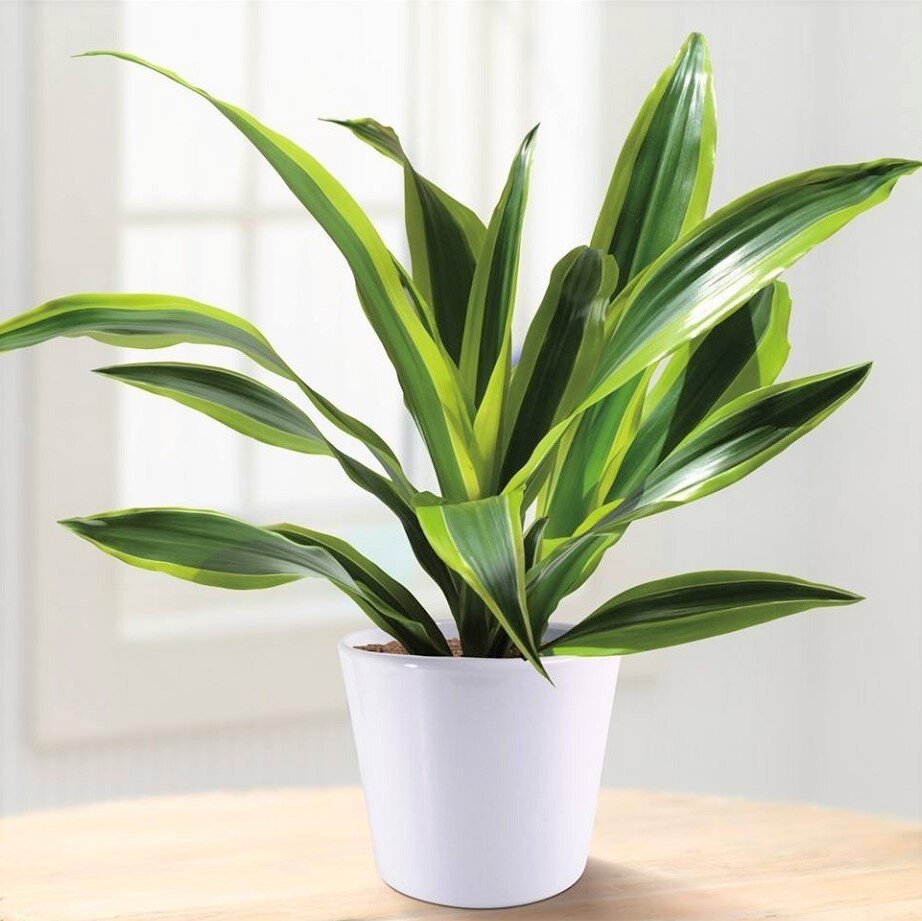 Драцена магента (Dracaena Marginata)