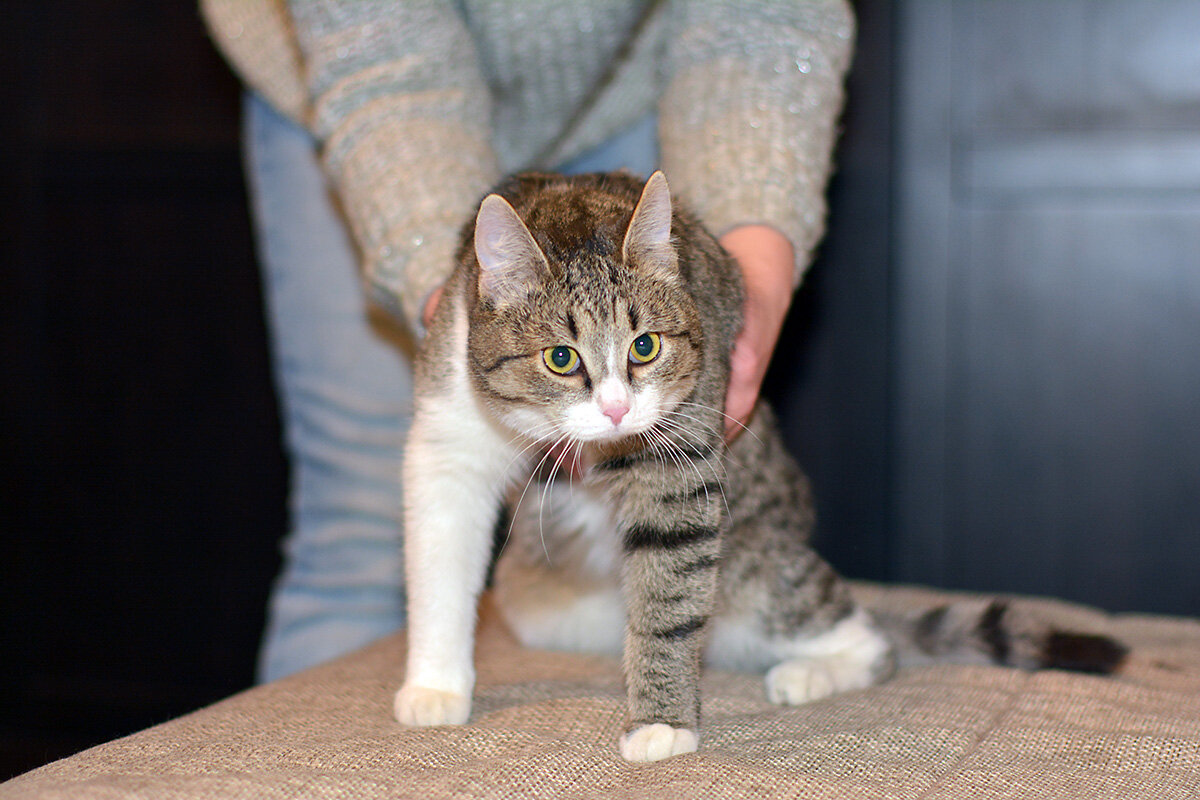 Этот уличный кот-подросток добился в итоге того, что его взяли с улицы в дом...