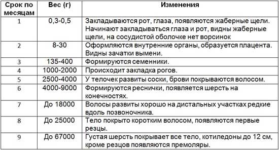 У коровы или первотелки сильно отекло вымя после отела: что делать, как снять отек?