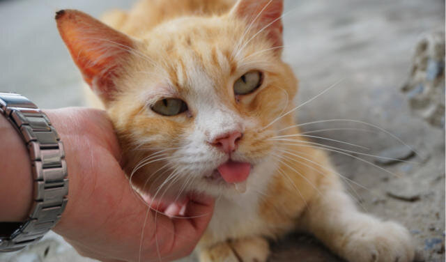 Небольшое слюноотделение - один из способов продемонстрировать свою любовь.