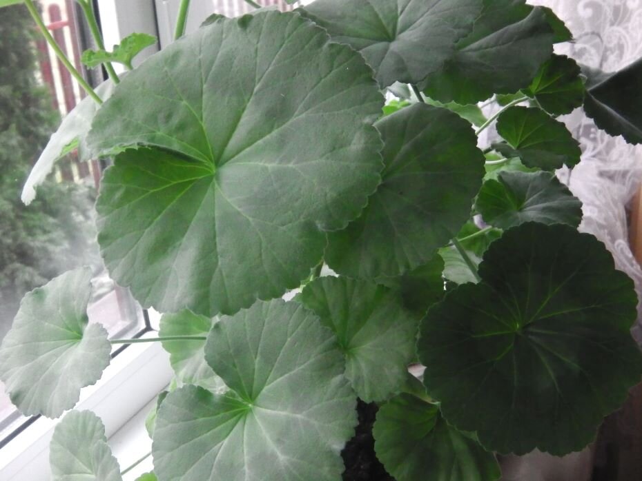 Пеларгония зимой. Фото автора