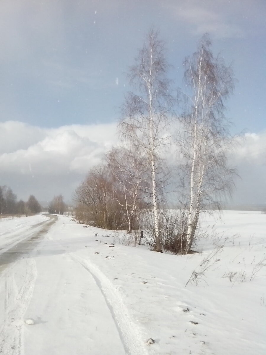 Березы у кладбища, деревья Гостешево