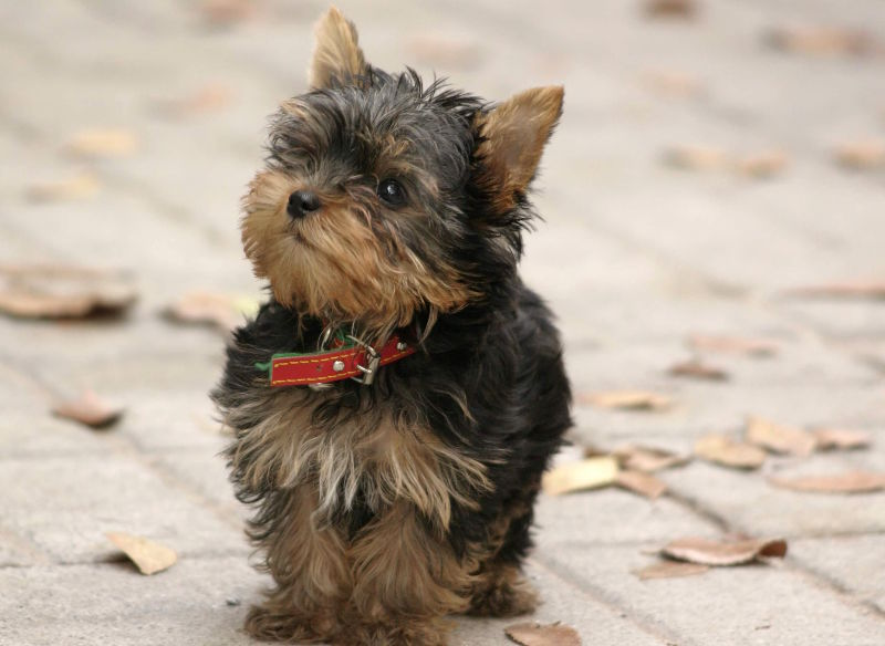 Действительно этот милаш  навряд ли сможет съесть пищу больше себя ;)
