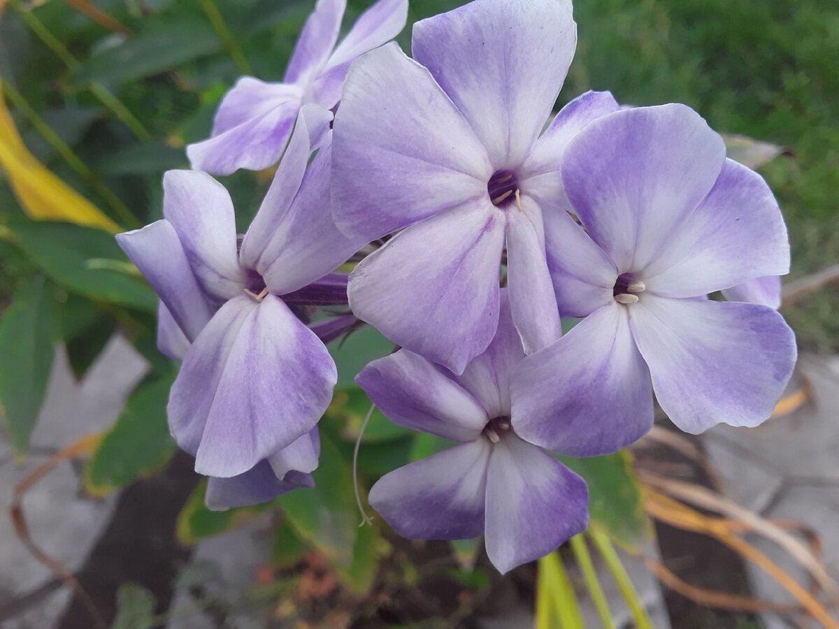 Цветок при пересадке обломила