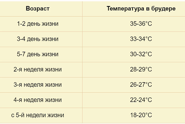 Выращивание цыплят: уход за цыплятами и кормление цыплят