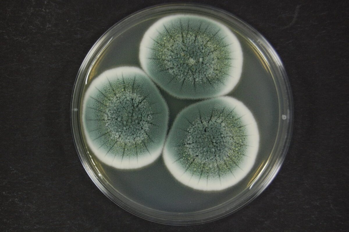 Зеленая плесень пенициллин. Penicillium notatum пенициллин. Плесневые грибы пенициллиум. Плесень пеницилл. Гриб пеницилл плесень.