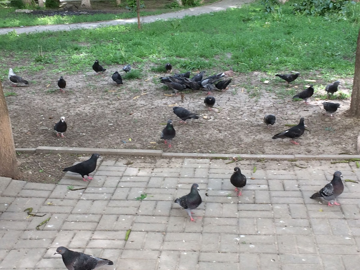 Смена в пищевой цепочке. Пищевые отходы наших котов - еда для дворовых голубей