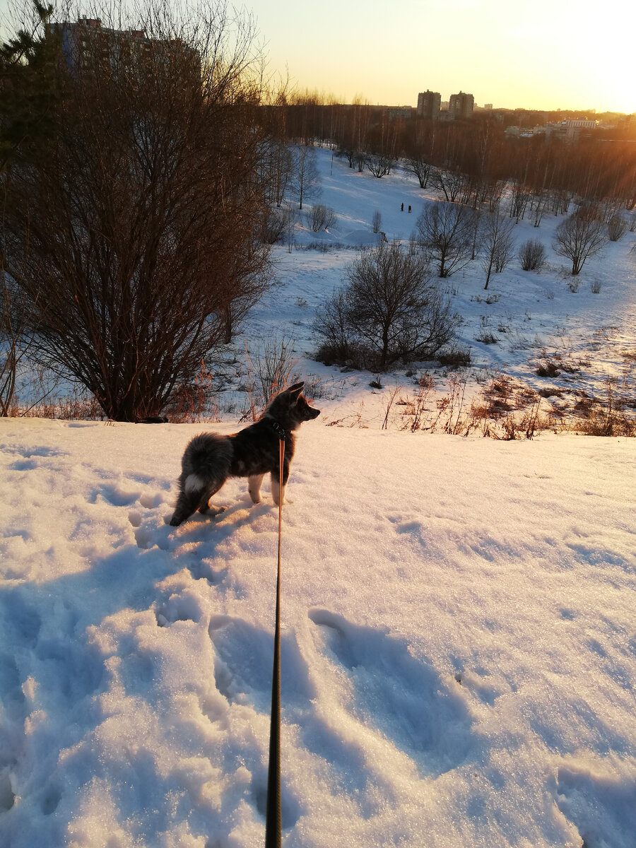 Осмотр владений и неважно, что это общий каньон, раз там акита, он уже её)) 