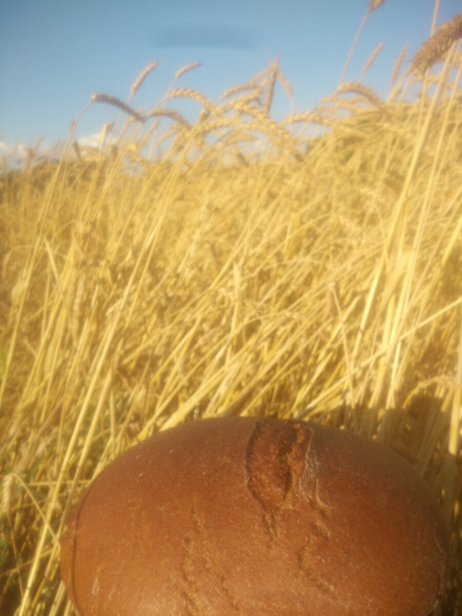 Чёрный хлеб.  Повесть "Я жду отца" Юрий Тихонович Воищев,1972 г. Издательство: Советская Россия