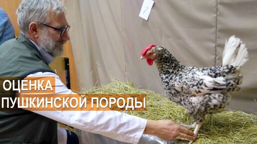 ЭКСПЕРТНАЯ ОЦЕНКА ПУШКИНСКОЙ ПОРОДЫ. Выставка кур отечественных пород-2019