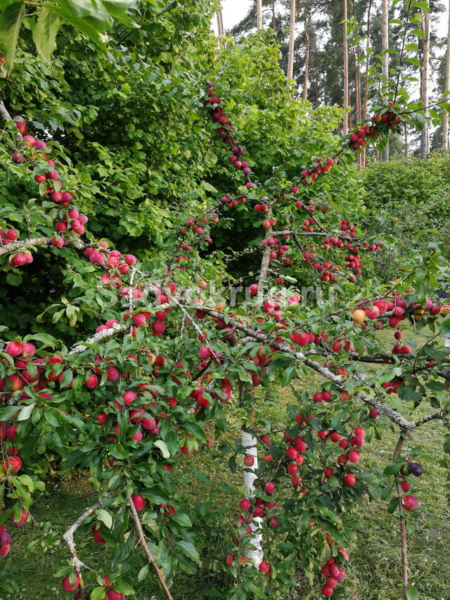 Пора собирать сливы и использовать в приготовлении сладкой выпечки