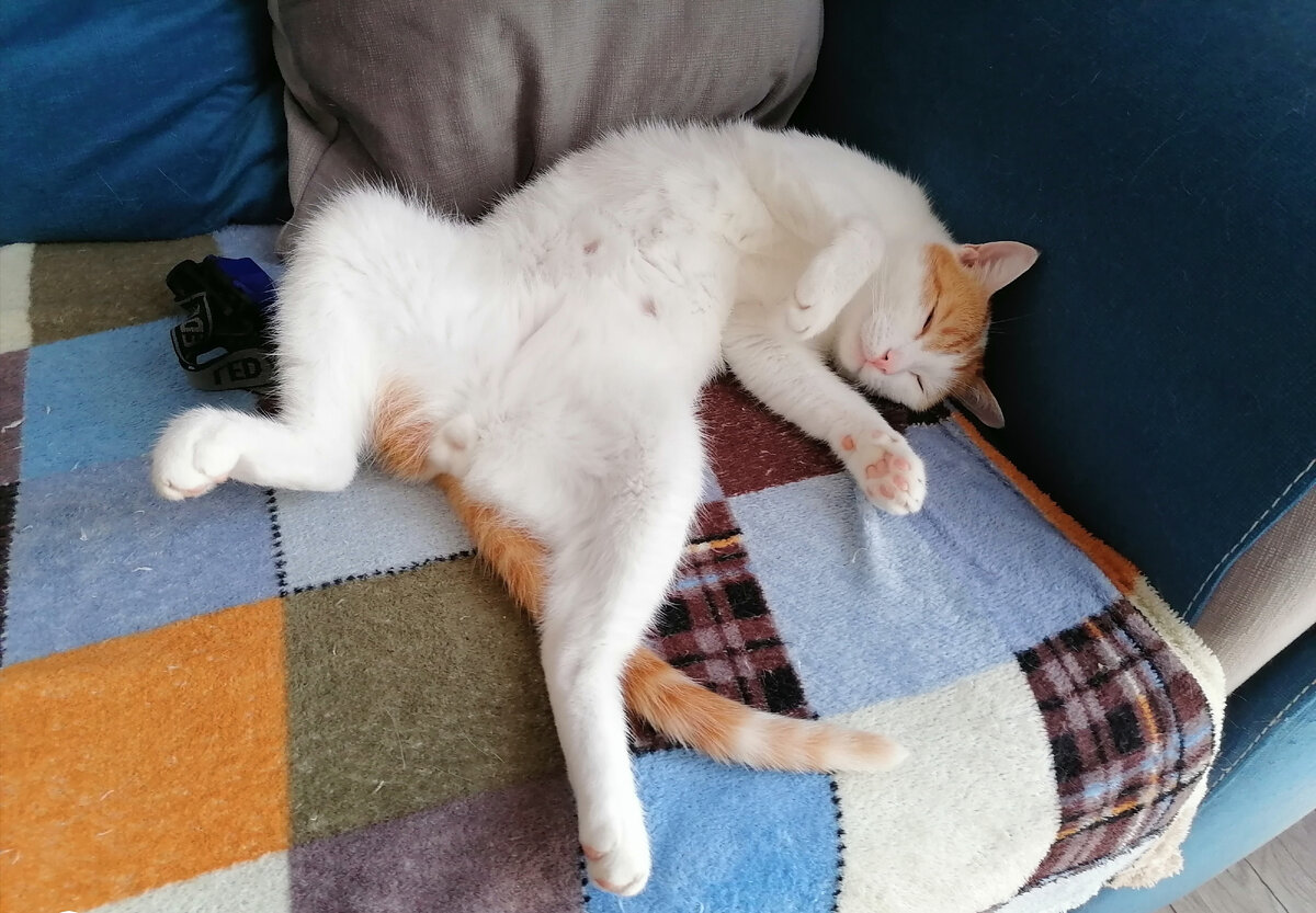 Кот Филимон