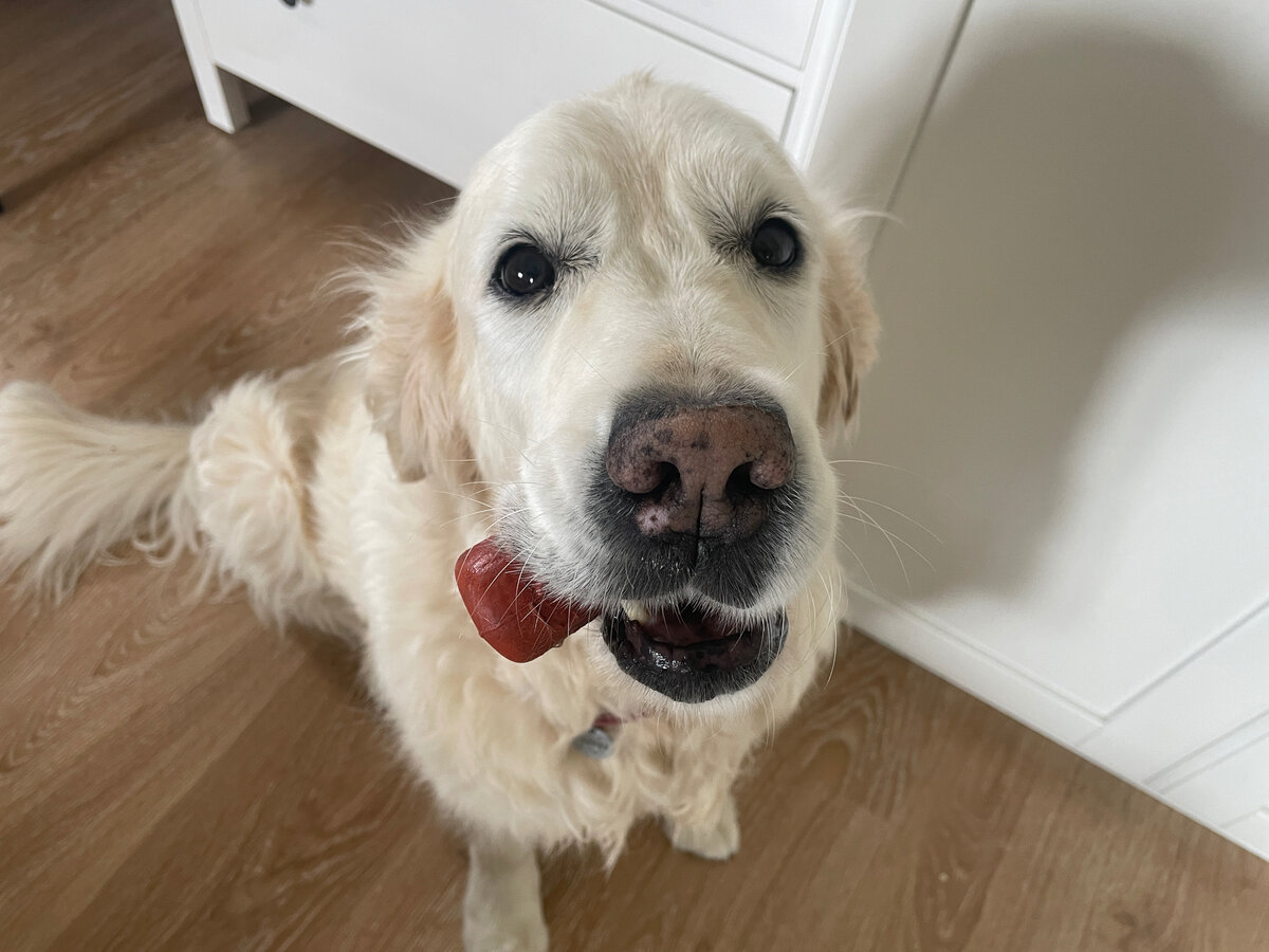 Наши собаки любят вкусняшки.