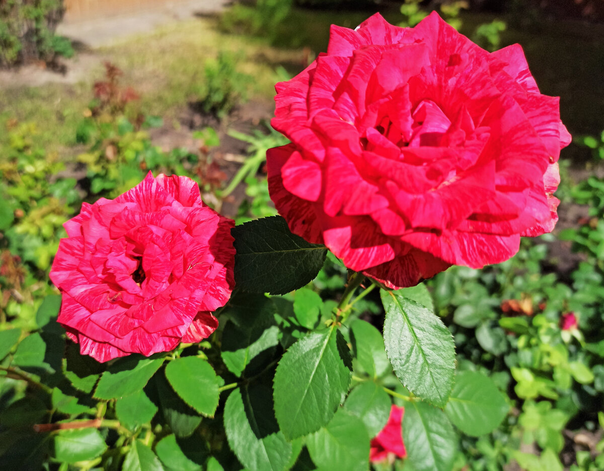  Великолепная яркая роза Red Intuition. Фото автора.
