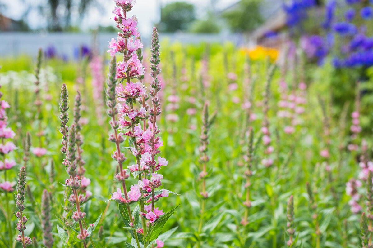 Дербенник иволистный Blush