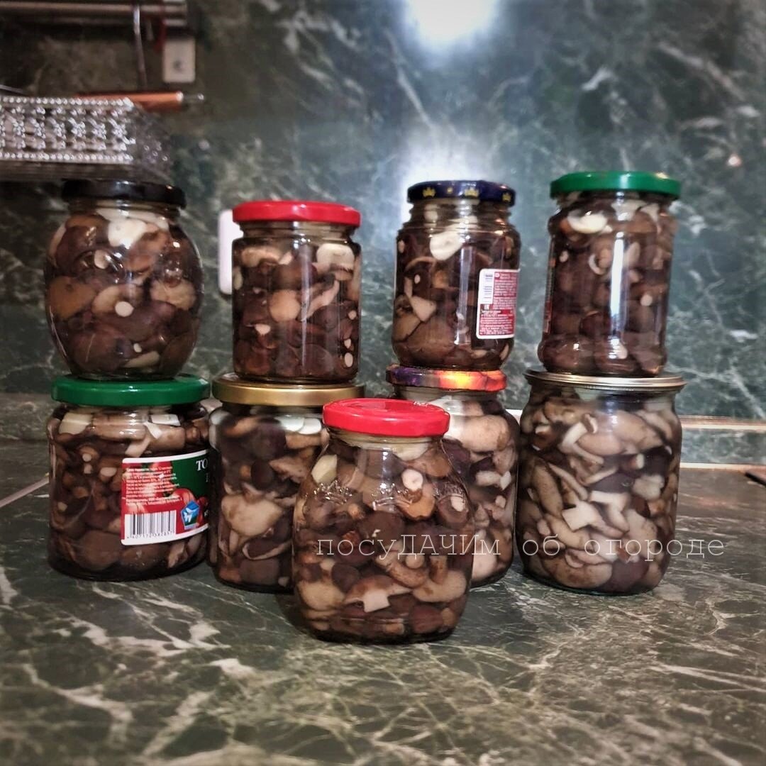 Маринованные маслята без предварительного снятия пленки со шляпки 